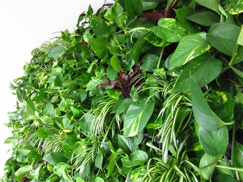 Grădină verticală cu plante naturale – Iancu Nicolae, foto 17 din 26